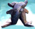 2dolphins.JPG (18430 bytes)