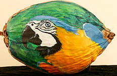 Parrot Painted Coconut