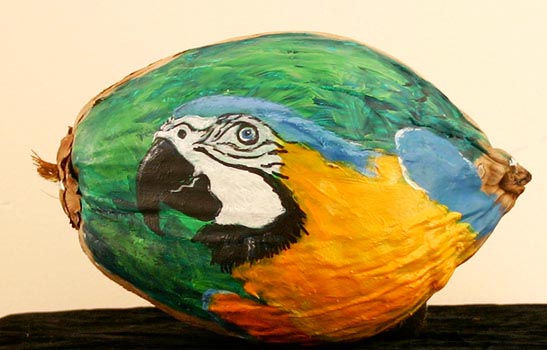 Parrot Painted Coconut