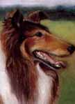 Pet Portrait of a Collie