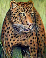 Pet Portrait of a Lepoard