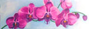 Orchid Painting- Phalanopsis Grown in tropical Key West