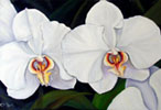 Orchid Painting in Oil- Large Phalaenopsis