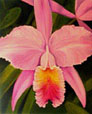 Orchid Painting in Oil- Cattleya