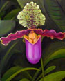 Orchid Painting in Oil- Paphiopedilum