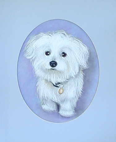 Little Dog Pet Portrait