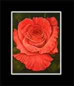 Coral Rose Flower Print
