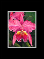 Pink Cattleya Flower Print