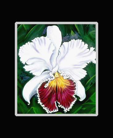 White Cattleya