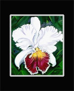 White Cattleya Flower Print