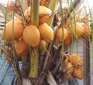 Key West Coconut Tree